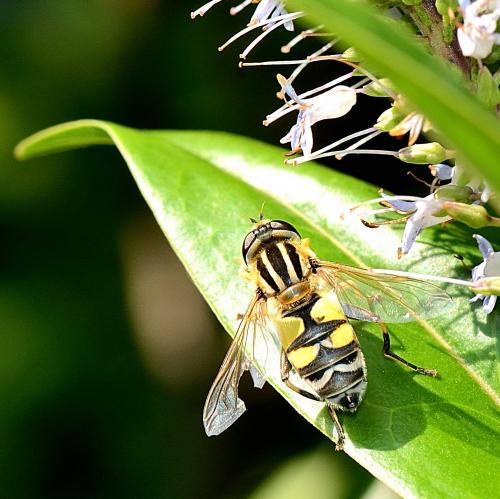 Réf. 261 311 : Helophilus trivittatus